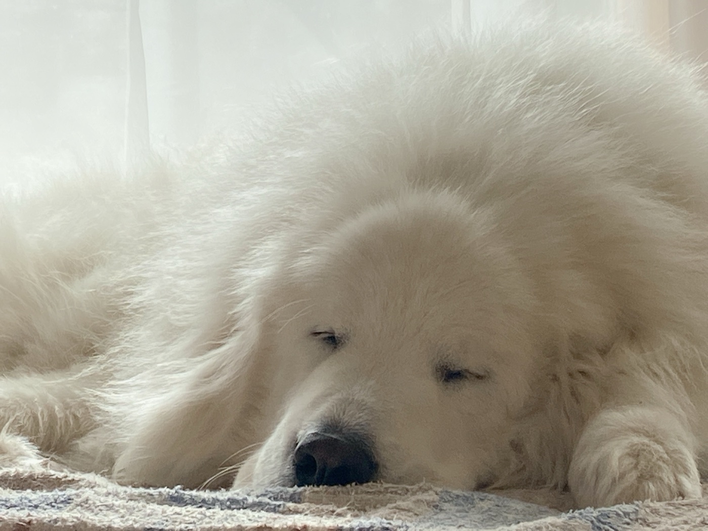 眠るパフ
